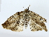  ( - BIOUG85302-G10)  @11 [ ] CreativeCommons - Attribution (2022) CBG Photography Group Centre for Biodiversity Genomics