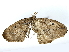  ( - BIOUG85302-G11)  @11 [ ] CreativeCommons - Attribution (2022) CBG Photography Group Centre for Biodiversity Genomics