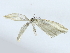  ( - BIOUG85302-G12)  @11 [ ] CreativeCommons - Attribution (2022) CBG Photography Group Centre for Biodiversity Genomics
