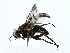  (Triarthria Malaise1911 - BIOUG85451-C06)  @11 [ ] CreativeCommons - Attribution (2022) CBG Photography Group Centre for Biodiversity Genomics