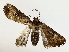  ( - BIOUG85451-H02)  @11 [ ] CreativeCommons - Attribution (2022) CBG Photography Group Centre for Biodiversity Genomics