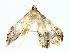  ( - BIOUG85452-A03)  @11 [ ] CreativeCommons - Attribution (2022) CBG Photography Group Centre for Biodiversity Genomics