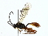  ( - BIOUG85452-B04)  @11 [ ] CreativeCommons - Attribution (2022) CBG Photography Group Centre for Biodiversity Genomics
