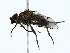  (tachMalaise0087 - BIOUG85452-C07)  @11 [ ] CreativeCommons - Attribution (2022) CBG Photography Group Centre for Biodiversity Genomics