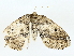  ( - BIOUG85452-D06)  @11 [ ] CreativeCommons - Attribution (2022) CBG Photography Group Centre for Biodiversity Genomics