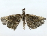  ( - BIOUG85452-D07)  @11 [ ] CreativeCommons - Attribution (2022) CBG Photography Group Centre for Biodiversity Genomics