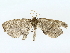  ( - BIOUG85452-D09)  @11 [ ] CreativeCommons - Attribution (2022) CBG Photography Group Centre for Biodiversity Genomics