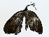  ( - BIOUG85452-E03)  @11 [ ] CreativeCommons - Attribution (2022) CBG Photography Group Centre for Biodiversity Genomics