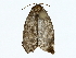  ( - BIOUG85452-F05)  @11 [ ] CreativeCommons - Attribution (2022) CBG Photography Group Centre for Biodiversity Genomics