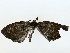  ( - BIOUG85453-E03)  @11 [ ] CreativeCommons - Attribution (2022) CBG Photography Group Centre for Biodiversity Genomics