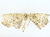  ( - BIOUG85453-E06)  @11 [ ] CreativeCommons - Attribution (2022) CBG Photography Group Centre for Biodiversity Genomics