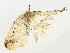  ( - BIOUG85453-F02)  @11 [ ] CreativeCommons - Attribution (2022) CBG Photography Group Centre for Biodiversity Genomics