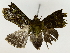  ( - BIOUG85453-G01)  @11 [ ] CreativeCommons - Attribution (2022) CBG Photography Group Centre for Biodiversity Genomics