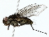  ( - BIOUG85454-B03)  @11 [ ] CreativeCommons - Attribution (2022) CBG Photography Group Centre for Biodiversity Genomics