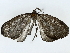  ( - BIOUG85454-E12)  @11 [ ] CreativeCommons - Attribution (2022) CBG Photography Group Centre for Biodiversity Genomics
