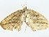  ( - BIOUG85454-F04)  @11 [ ] CreativeCommons - Attribution (2022) CBG Photography Group Centre for Biodiversity Genomics
