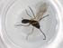  (Microplitis Malaise4248 - BIOUG86367-H05)  @11 [ ] CreativeCommons - Attribution (2022) Centre for Biodiversity Genomics Centre for Biodiversity Genomics
