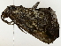  ( - BIOUG77731-F01)  @11 [ ] CreativeCommons - Attribution (2022) CBG Photography Group Centre for Biodiversity Genomics