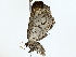  ( - BIOUG77731-F04)  @11 [ ] CreativeCommons - Attribution (2022) CBG Photography Group Centre for Biodiversity Genomics