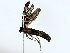  (Rejectaria Malaise4430 - BIOUG77731-G10)  @11 [ ] CreativeCommons - Attribution (2022) CBG Photography Group Centre for Biodiversity Genomics