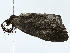  ( - BIOUG77731-G11)  @11 [ ] CreativeCommons - Attribution (2022) CBG Photography Group Centre for Biodiversity Genomics