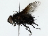  ( - BIOUG77731-H11)  @11 [ ] CreativeCommons - Attribution (2022) CBG Photography Group Centre for Biodiversity Genomics