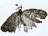  ( - BIOUG85455-C08)  @11 [ ] CreativeCommons - Attribution (2022) CBG Photography Group Centre for Biodiversity Genomics