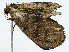  ( - BIOUG85455-G04)  @11 [ ] CreativeCommons - Attribution (2022) CBG Photography Group Centre for Biodiversity Genomics