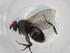  (Phytomyptera Malaise9229 - BIOUG87935-B09)  @11 [ ] CreativeCommons - Attribution (2022) Centre for Biodiversity Genomics Centre for Biodiversity Genomics