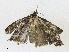  ( - CBG-A16706-A08)  @11 [ ] CreativeCommons - Attribution Share - Alike (2023) CBG Photography Group Centre for Biodiversity Genomics