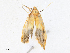 (cramBioLep01 BioLep6450 - CBG-A16706-H03)  @11 [ ] CreativeCommons - Attribution Share - Alike (2023) CBG Photography Group Centre for Biodiversity Genomics