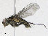  ( - CBG-A16707-D03)  @11 [ ] CreativeCommons - Attribution Share - Alike (2023) CBG Photography Group Centre for Biodiversity Genomics
