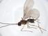  (alyMalaise01 Malaise2879 - CBG-A19742-H04)  @11 [ ] CreativeCommons - Attribution Share - Alike (2023) Centre for Biodiversity Genomics Centre for Biodiversity Genomics