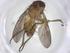  (Siphona Malaise6880 - CBG-A20189-A02)  @11 [ ] CreativeCommons - Attribution Share - Alike (2023) Centre for Biodiversity Genomics Centre for Biodiversity Genomics