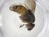 (Siphona Malaise4749 - CBG-A20609-H04)  @11 [ ] CreativeCommons - Attribution Share - Alike (2023) Centre for Biodiversity Genomics Centre for Biodiversity Genomics