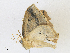  (Eusarca Malaise4213 - CBG-A21657-D10)  @11 [ ] CreativeCommons - Attribution Share - Alike (2023) CBG Photography Group Centre for Biodiversity Genomics