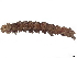  (Rejectaria light1415 - BIOUG55281-B08)  @11 [ ] CreativeCommons - Attribution (2022) CBG Photography Group Centre for Biodiversity Genomics