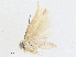  ( - BIOUG91392-C02)  @11 [ ] CreativeCommons - Attribution (2023) CBG Photography Group Centre for Biodiversity Genomics