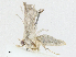  ( - BIOUG91392-G02)  @11 [ ] CreativeCommons - Attribution (2023) CBG Photography Group Centre for Biodiversity Genomics