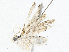  ( - CBG-A04579-A02)  @11 [ ] CreativeCommons - Attribution (2023) CBG Photography Group Centre for Biodiversity Genomics