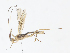  (Aleiodes Malaise4809 - CBG-A13281-B12)  @11 [ ] CreativeCommons - Attribution Share - Alike (2023) CBG Photography Group Centre for Biodiversity Genomics