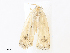  ( - CBG-A30057-A10)  @11 [ ] CreativeCommons - Attribution Share - Alike (2024) CBG Photography Group Centre for Biodiversity Genomics