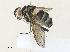  ( - CBG-A30058-B03)  @11 [ ] CreativeCommons - Attribution Share - Alike (2024) CBG Photography Group Centre for Biodiversity Genomics