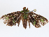  ( - CBG-A04566-D07)  @11 [ ] CreativeCommons - Attribution (2023) CBG Photography Group Centre for Biodiversity Genomics