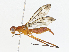  ( - CBG-A04580-A01)  @11 [ ] CreativeCommons - Attribution (2023) CBG Photography Group Centre for Biodiversity Genomics