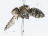  ( - CBG-A05362-F06)  @11 [ ] CreativeCommons - Attribution (2023) CBG Photography Group Centre for Biodiversity Genomics