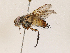  ( - CBG-A05363-A05)  @11 [ ] CreativeCommons - Attribution (2023) CBG Photography Group Centre for Biodiversity Genomics
