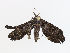  (Metalectra Poole9745 - CBG-A13227-A01)  @11 [ ] CreativeCommons - Attribution Share - Alike (2023) CBG Photography Group Centre for Biodiversity Genomics