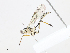  ( - CBG-A14981-G08)  @11 [ ] CreativeCommons - Attribution Share-Alike (2023) CBG Photography Group Centre for Biodiversity Genomics