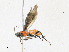  ( - CBG-A17543-G09)  @11 [ ] CreativeCommons - Attribution Share-Alike (2023) CBG Photography Group Centre for Biodiversity Genomics